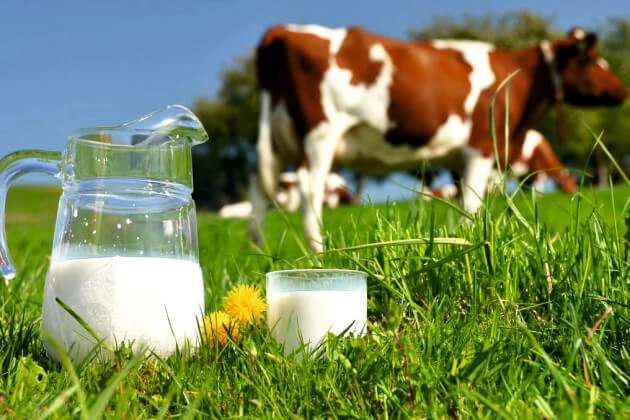 Обязательную маркировку молочной продукции отложили до весны